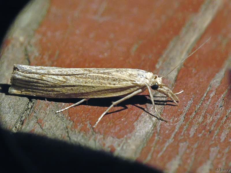 Crambidae